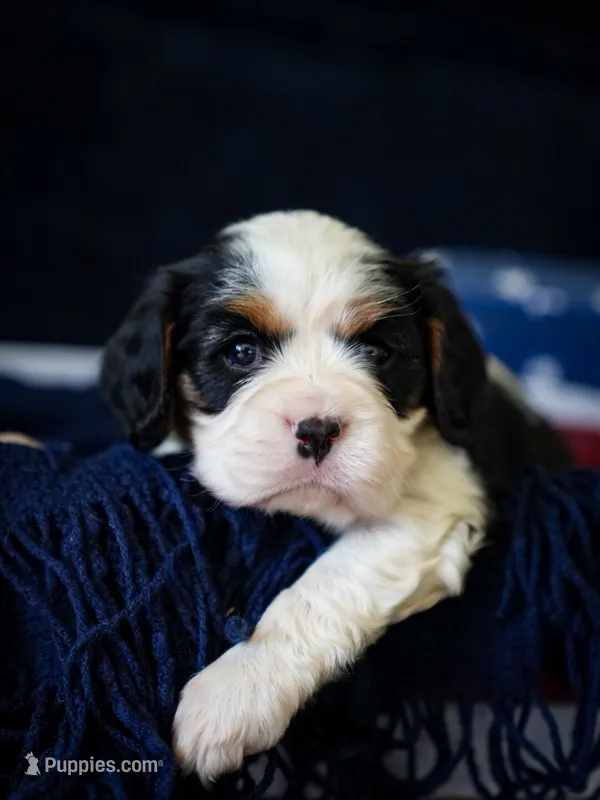 Levi – Cavalier King Charles Spaniel puppy for sale in Lawton, OK