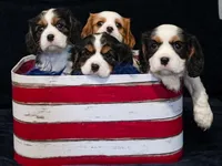 Lexi , a female Cavalier King Charles Spaniel for sale in Lawton, OK – 9 of 10