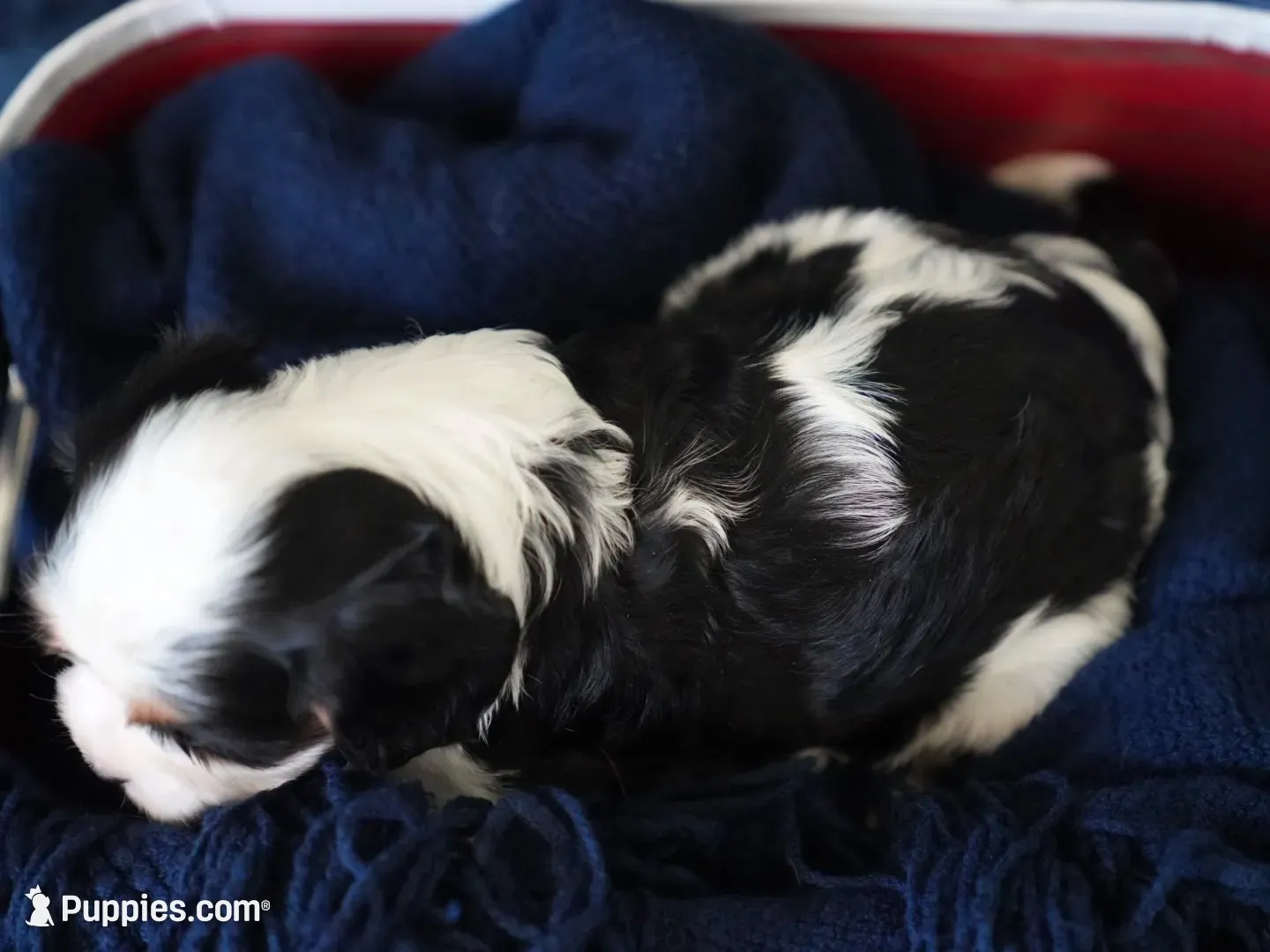 Levi, a male Cavalier King Charles Spaniel for sale in Lawton, OK – 8 of 10