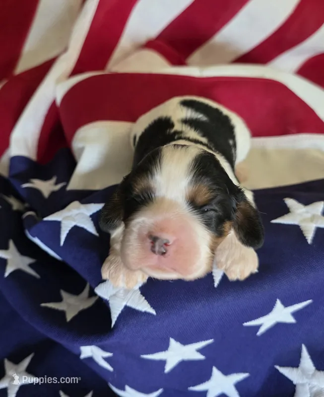 Lexi  – Cavalier King Charles Spaniel puppy for sale in Lawton, OK