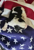Levi, a male Cavalier King Charles Spaniel for sale in Lawton, OK – 2 of 10