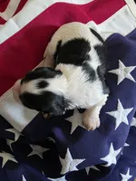 Lexi , a female Cavalier King Charles Spaniel for sale in Lawton, OK – 5 of 10