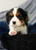 Love, a female Cavalier King Charles Spaniel for sale in Lawton, OK – 3 of 10