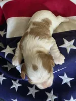 Leo, a male Cavalier King Charles Spaniel for sale in Lawton, OK – 2 of 7