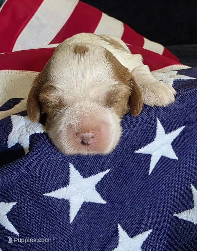 Leo – Cavalier King Charles Spaniel puppy for sale in Lawton, OK
