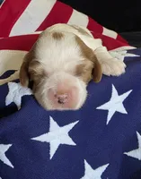 Leo, a male Cavalier King Charles Spaniel for sale in Lawton, OK – 1 of 7