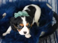 Love, a female Cavalier King Charles Spaniel for sale in Lawton, OK – 5 of 10