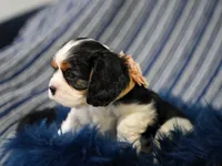 Lexi , a female Cavalier King Charles Spaniel for sale in Lawton, OK – 2 of 10