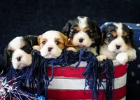 Leo, a male Cavalier King Charles Spaniel for sale in Lawton, OK – 9 of 10