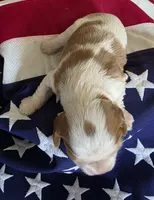 Leo, a male Cavalier King Charles Spaniel for sale in Lawton, OK – 6 of 7