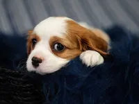 Leo, a male Cavalier King Charles Spaniel for sale in Lawton, OK – 8 of 10