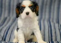 Levi, a male Cavalier King Charles Spaniel for sale in Lawton, OK – 3 of 10