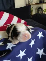 Levi, a male Cavalier King Charles Spaniel for sale in Lawton, OK – 3 of 10