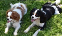 Love, a female Cavalier King Charles Spaniel for sale in Lawton, OK – 10 of 10