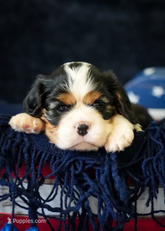 Lexi  – Cavalier King Charles Spaniel puppy for sale in Lawton, OK