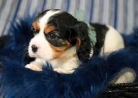 Love, a female Cavalier King Charles Spaniel for sale in Lawton, OK – 8 of 10