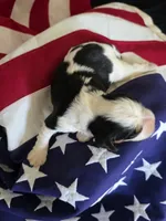Levi, a male Cavalier King Charles Spaniel for sale in Lawton, OK – 5 of 10