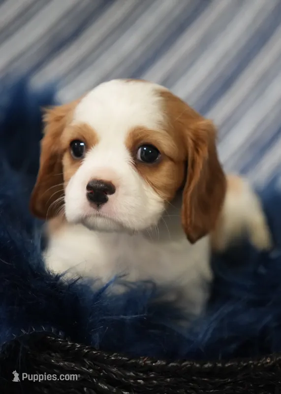 Leo – Cavalier King Charles Spaniel puppy on hold in Lawton, OK