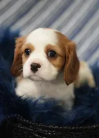 Leo, a male Cavalier King Charles Spaniel for sale in Lawton, OK – 1 of 10