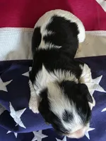 Love, a female Cavalier King Charles Spaniel for sale in Lawton, OK – 6 of 10