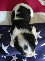 Love, a female Cavalier King Charles Spaniel for sale in Lawton, OK – 7 of 10