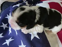 Love, a female Cavalier King Charles Spaniel for sale in Lawton, OK – 4 of 10
