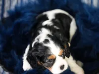 Lexi , a female Cavalier King Charles Spaniel for sale in Lawton, OK – 6 of 10