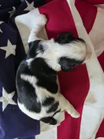 Levi, a male Cavalier King Charles Spaniel for sale in Lawton, OK – 8 of 10