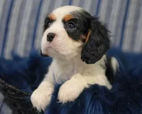 Levi, a male Cavalier King Charles Spaniel for sale in Lawton, OK – 5 of 10