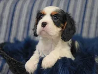 Levi, a male Cavalier King Charles Spaniel for sale in Lawton, OK – 4 of 10