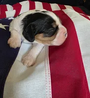 Lexi , a female Cavalier King Charles Spaniel for sale in Lawton, OK – 8 of 10