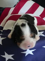 Love, a female Cavalier King Charles Spaniel for sale in Lawton, OK – 1 of 10