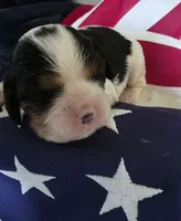 Love, a female Cavalier King Charles Spaniel for sale in Lawton, OK – 3 of 10