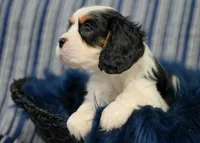 Levi, a male Cavalier King Charles Spaniel for sale in Lawton, OK – 2 of 10