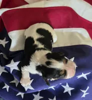 Lexi , a female Cavalier King Charles Spaniel for sale in Lawton, OK – 3 of 10