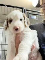 Persimmon , a male Goldendoodle for sale in Georgetown, IN – 2 of 2