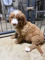 Chai, a female Goldendoodle for sale in Georgetown, IN – 1 of 2