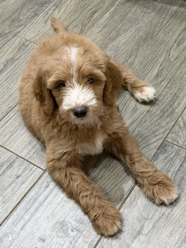 Maple – Goldendoodle puppy for sale in Georgetown, IN