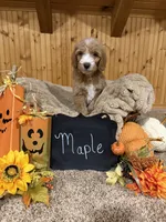 Maple, a female Goldendoodle for sale in Georgetown, IN – 3 of 3