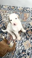 Gordy, a male Goldendoodle for sale in Georgetown, IN – 2 of 2