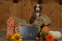 Chai, a female Goldendoodle for sale in Georgetown, IN – 2 of 2