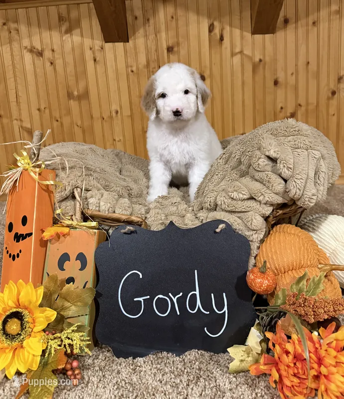 Gordy – Goldendoodle puppy for sale in Georgetown, IN