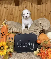 Gordy, a male Goldendoodle for sale in Georgetown, IN – 1 of 2