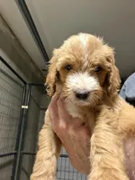 Maple, a female Goldendoodle for sale in Georgetown, IN – 2 of 3