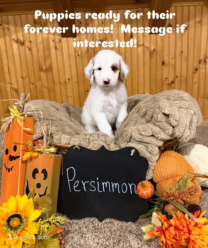 Persimmon  – Goldendoodle puppy for sale in Georgetown, IN