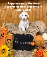 Persimmon , a male Goldendoodle for sale in Georgetown, IN – 1 of 2