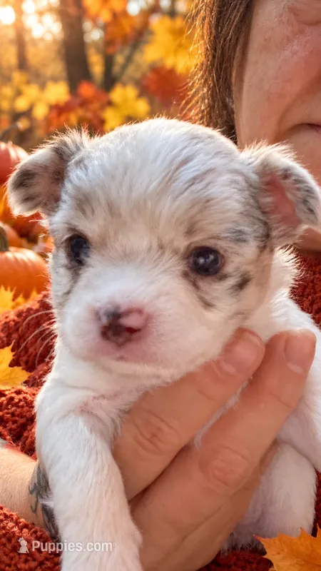 chihuahua3 – Chihuahua puppy for sale in Orlando, FL
