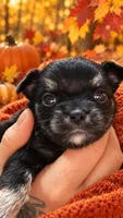 Chihuahua-1-Penni, a female Chihuahua for sale in Orlando, FL – 6 of 8