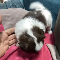 mini-Penny-longhair, a female Chihuahua for sale in Orlando, FL – Photo 7 of 10