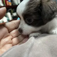 mini-Penny-longhair, a female Chihuahua for sale in Orlando, FL – Photo 6 of 10